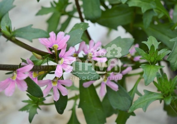 Scaevola aemula Abanico Rose