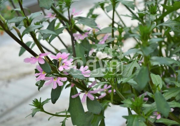 Scaevola aemula Abanico Rose