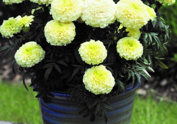 Tagetes erecta Helada Vanilla