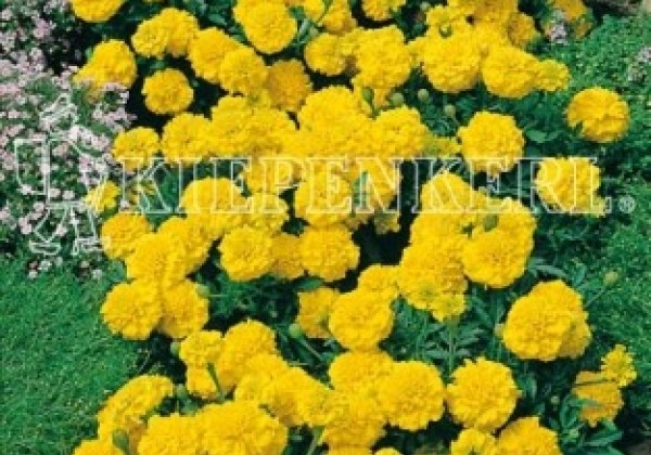 Tagetes patula Janie Bright Yellow