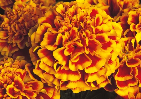 Tagetes patula Janie Flame