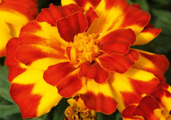 Tagetes patula Texana Bolero