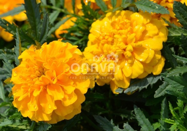 Tagetes patula Texana Gold