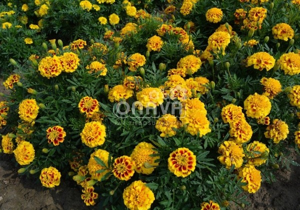 Tagetes patula Texana Yellow Fire