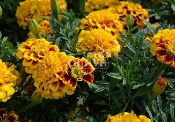 Tagetes patula Texana Yellow Fire