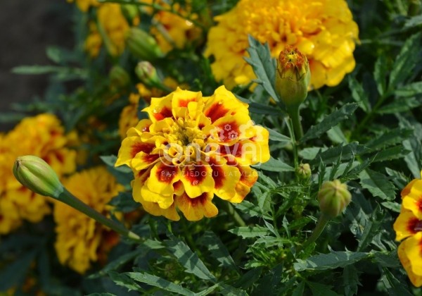 Tagetes patula Texana Yellow Fire
