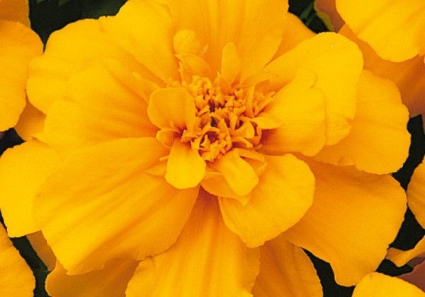 Tagetes patula Solena Gold