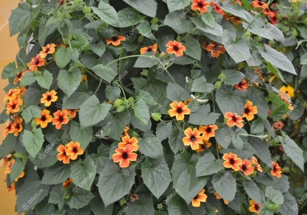 Thunbergia alata Sunny Susy Amber Stripes