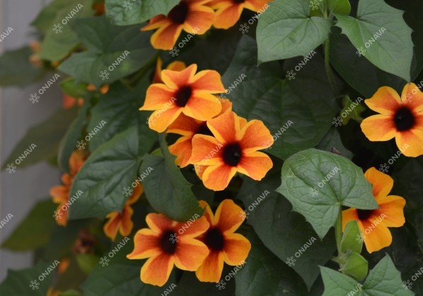 Thunbergia alata Sunny Susy Amber Stripes