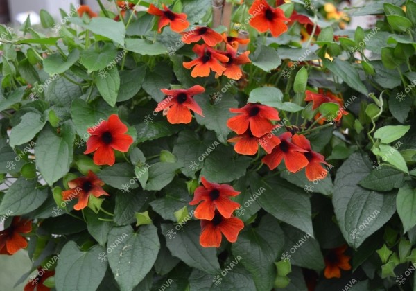 Thunbergia alata Sunny Susy Brownie