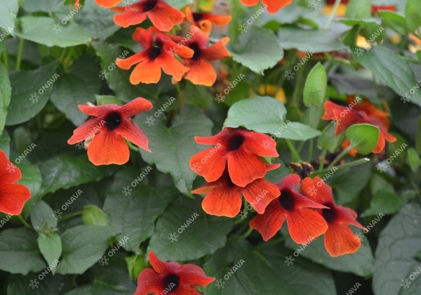 Thunbergia alata Sunny Susy Brownie