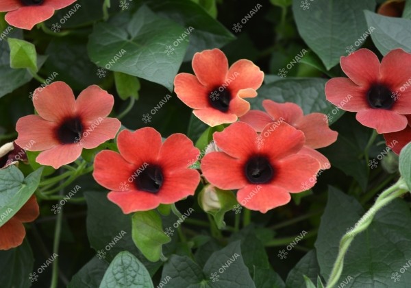 Thunbergia alata Sunny Susy Cherry