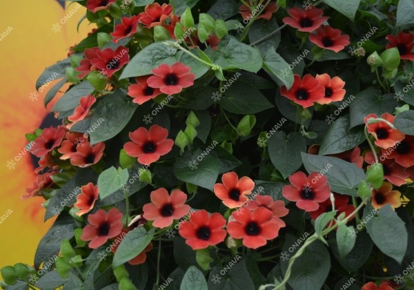 Thunbergia alata Sunny Susy Cherry