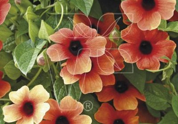 Thunbergia alata Sunny Susy Glow