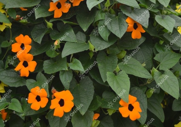 Thunbergia alata Sunny Susy Orange Eye