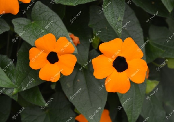 Thunbergia alata Sunny Susy Orange Eye