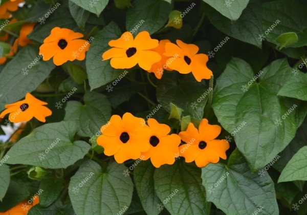 Thunbergia alata Sunny Susy New Orange