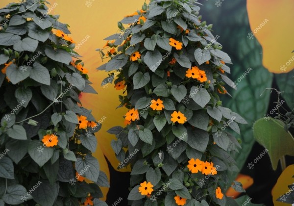 Thunbergia alata Sunny Susy New Orange