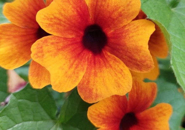 Thunbergia alata Sunny Susy Orange & Red