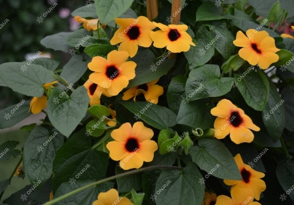 Thunbergia alata Sunny Susy Terracotta