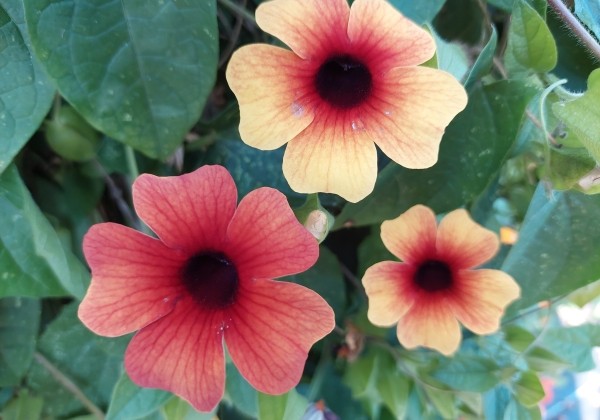 Thunbergia alata Sunny Susy Tiger Eye
