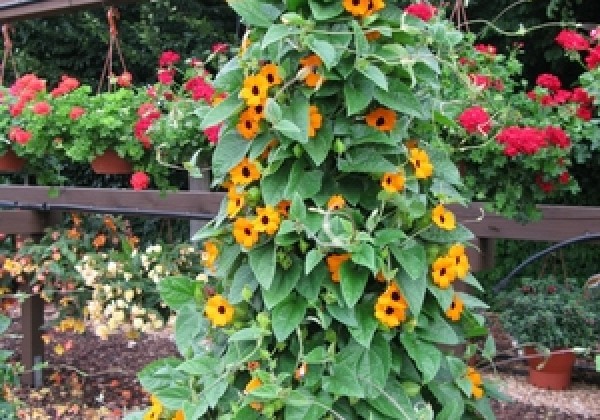 Thunbergia alata Orange Beauty