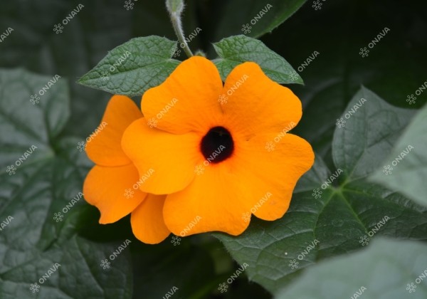 Thunbergia alata Sunny Susy Red - Orange