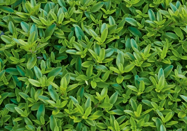 Thymus citriodorus  Goldy