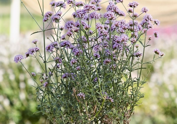 Verbena bonariensis Royal Dreams
