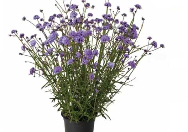 Verbena bonariensis Flair