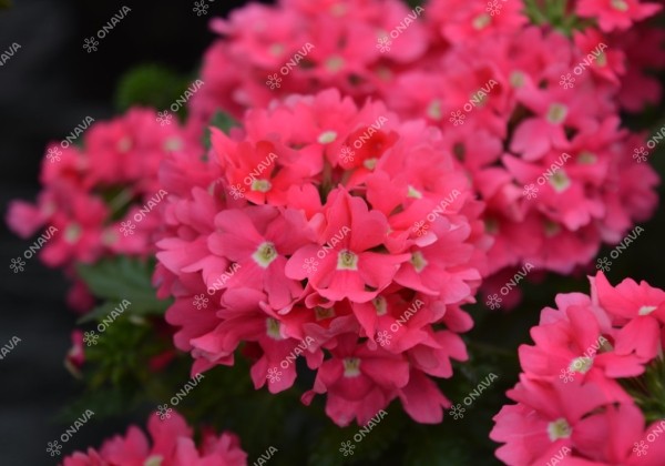 Verbena peruviana Samira Bright Pink
