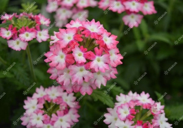 Verbena peruviana Samira Cherry Wing