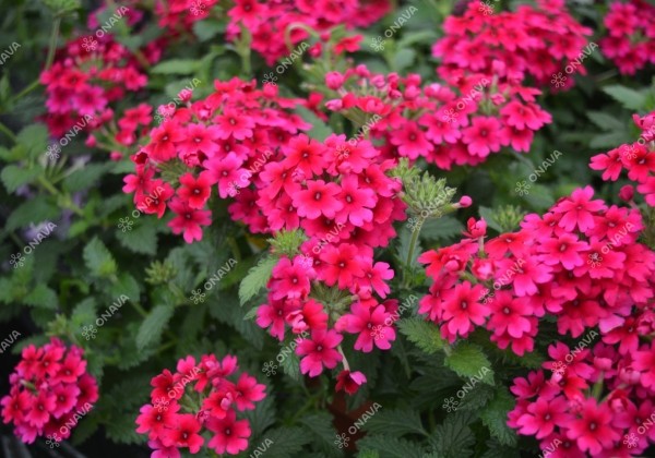 Verbena peruviana Samira Rose
