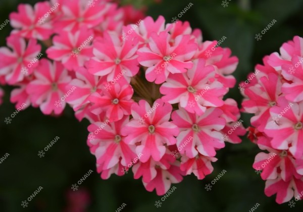 Verbena peruviana Samira Rose Star