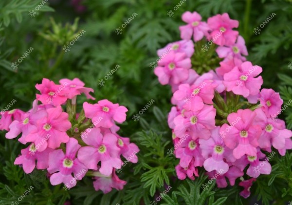 Verbena peruviana Vectura Pink