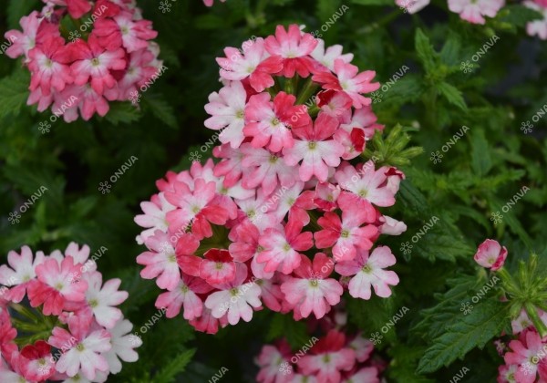 Verbena peruviana Vectura Red Wing