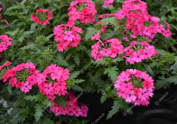 Verbena peruviana Vectura Rose