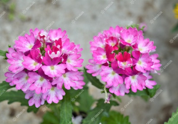 Verbena peruviana Vectura Rose Wing