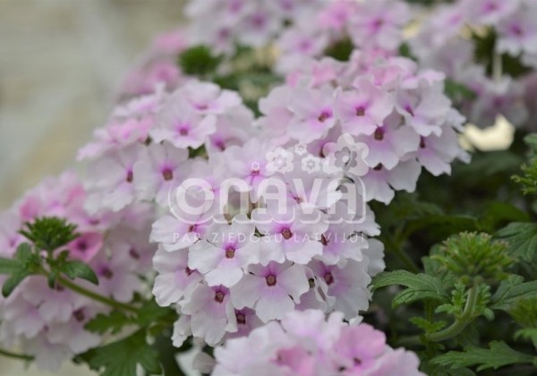 Verbena peruviana Vectura Soft Pink Eye