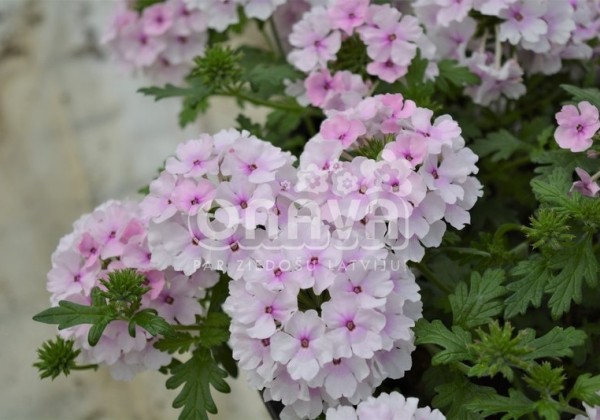Verbena peruviana Vectura Soft Pink Eye