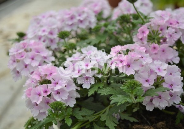 Verbena peruviana Vectura Soft Pink Eye