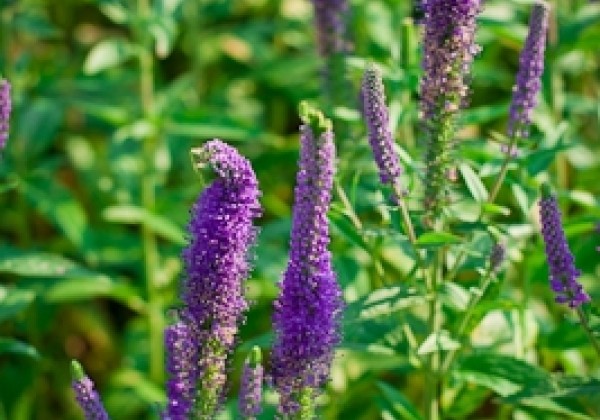 Veronica spicata Christa (XXL)