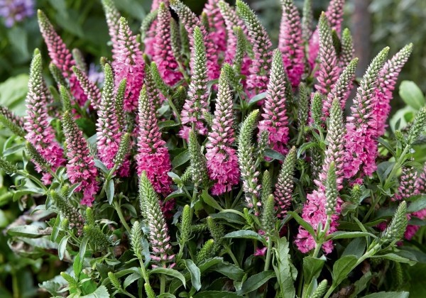 Veronica spicata Candles Bubblegum (XXL)