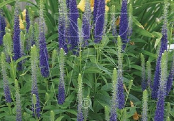 Veronica spicata Candles Royal (XXL)