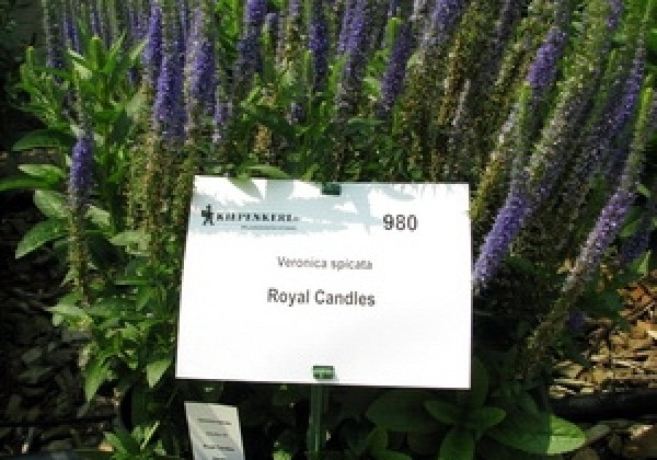 Veronica spicata Candles Royal (XXL)