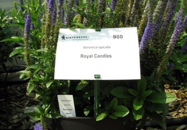 Veronica spicata Candles Royal (XXL)