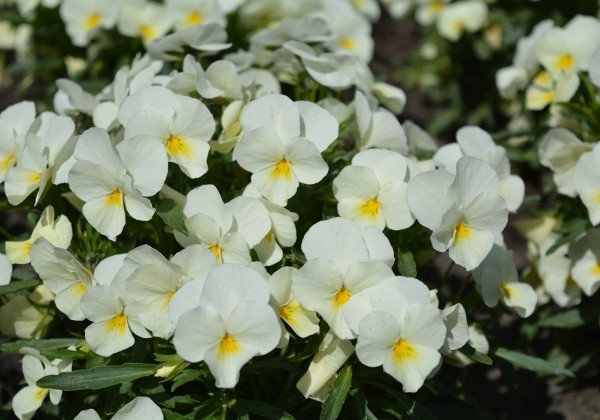Viola cornuta Twix Cream
