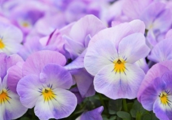 Viola cornuta Twix Pink Face
