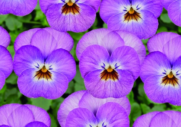 Viola cornuta Twix Rose Face