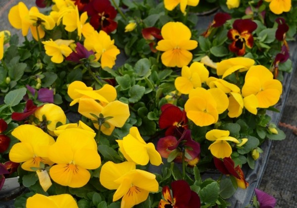 Viola cornuta Twix Fire Mix